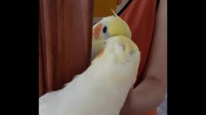 Lulu The Cockatiel S Peek A Boo Papaganlar Papagan
