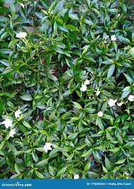 Image result for Tabernaemontana brachyantha