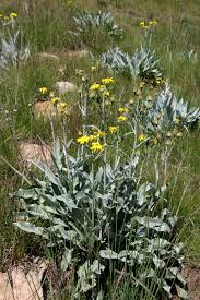 Image result for Sopubia conferta