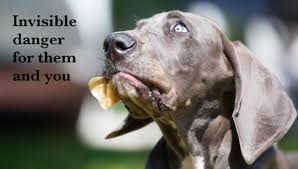Outbreak Growing Fast New Warnings Caution Against All Pig Ear Pet Treats Food Safety News