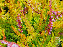 Image result for Calluna vulgaris