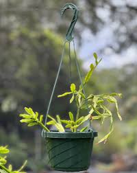 Image result for Rhipsalis