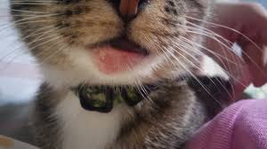 Canker sores are small painful sores on the inside of the mouth. Cat Has Swollen Lower Lip Pictures Included Page 3 Thecatsite