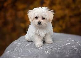 The 15 Easiest Dog Breeds To Look After Toy Dog Breeds Cute Small Dogs Popular Dog Breeds