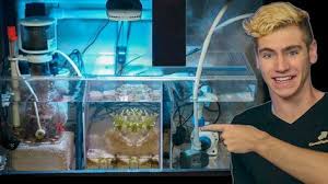 How To Set Up The Ultimate Refugium Tips Tricks Youtube Saltwater Aquarium Aquarium Sump Saltwater Fish Tanks