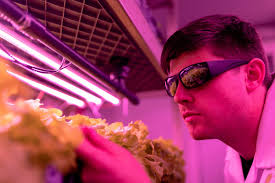 Feeding the Future: A Critical Look at Dutch Greenhouse Innovations