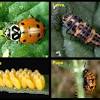 Bulwark pest control is the solution and they're here to help.for more of bulwark exterminating, visit. Https Encrypted Tbn0 Gstatic Com Images Q Tbn And9gcqpzptbtld7zmnizatxzi1xb S7dusl5lgbz Ub2nfaxeuilvfl Usqp Cau
