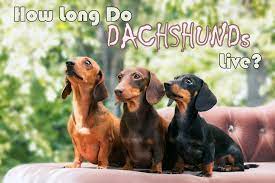 Curious As To How Long Do Dachshunds Live Here It Is Just Another Pet Blog The4legged Com