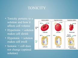 An animal cell placed in a hypertonic solution will swell and perhaps burst. By Chonell Peralta And Rosa Parra Osmosis And Diffusion Ppt Download