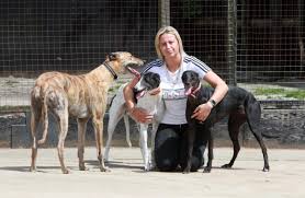 Greyhounds often live into their teens. Greyhound Rescue Northeast Makes Urgent Appeal For Good Homes For Dogs The Northern Echo