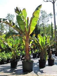 Image result for Ensete ventricosum
