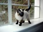 Siamese Kittens for Sale - Adoptapet