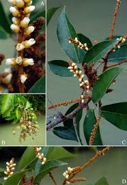 Image result for Connaraceae