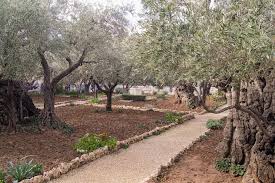 Garden Of Gethsemane Garden Of Gethsemane Garden Mount Of Olives