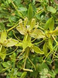 Image result for Cadaba farinosa