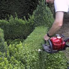 Maybe you would like to learn more about one of these? Buxuscare Pruning