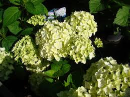 Pink hydrangea, rosa hortensie, berlin, lichterfelde, 26.05.13. Hortensien Kleine Bluten Gartencenter Zulauf Pflanzen Kaufen