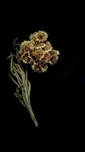 Pertamax7.com, ada info di fanspage bahwasanya taman bunga di baturaden di karangmangu, kecamatan baturraden, banyumas, jawa. Tumblr