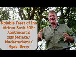 Image result for Xanthocercis