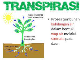 Air sangat dibutuhkan oleh tanaman. Sistem Pengangkutan Dalam Tumbuhan