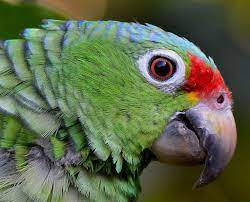 25 Red-lored Amazon Ideas Amazon Parrot Parrot Amazon