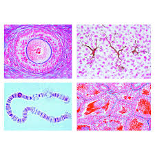 9 pupil activity cell structure read through the information on each of the organelles as you colour them in follow the guidance on colouring them in given at the bottom of the page this works on the theory that whilst you. Lieder The Animal Cell 12 Microscope Slides
