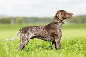 They're known for their majestic appearance and comfortable cuddles. 20 Brown Dog Breeds Small Big Fluffy More With Pictures Doggie Designer