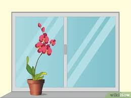 Indoor orchid plants also need adequate humidity, about fifty to seventy percent. How To Care For Orchids 14 Steps With Pictures Wikihow