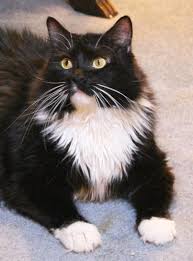 Our adoption experience has been storybook. Pet Adoption Network Nj 2021 At Pets Addlab Aalto Fi