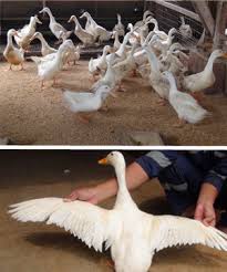 Bebek lokal adalah bebek khas indonesia, bebek peking adalah bebek import dari china sedangkan bebek hibrida adalah. Itik Pedaging Dan Petelur Itik Pmp Agrinak Info Teknologi Badan Litbang Pertanian