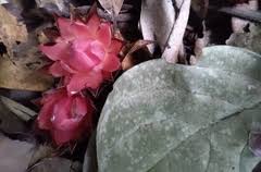 Image result for Thonningia sanguinea