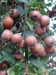 Image result for Pycreus xantholepis