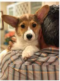 More images for cardigan corgi puppies virginia » Pin On Wish List