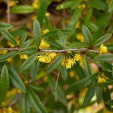 Image result for Berberis julianae