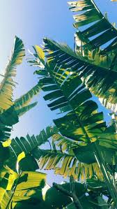 Iphone And Android Wallpapers Palm Leaf Wallpaper For Iphone And Android Palm Leaf Wallpaper Leaf Wallpaper Nature Wallpaper