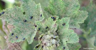 There are a total of  205  beetles in the insectidentification.org database. Controlling The Little Black Bugs In Your Garden Plantcaretoday