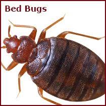 ︎ durant, ok 74701, usa. Advanced Pest Solutions And Control Bartlesville Owasso Ok