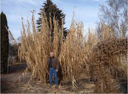 Image result for Anchomanes giganteus