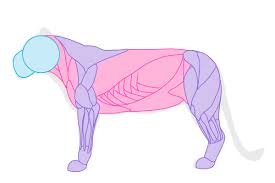 How To Draw Animals Big Cats Their Anatomy And Patterns