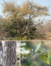 Image result for Brachylaena huillensis