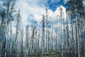 Acid rain, or acid deposition, is a broad term that includes any form of precipitation with acidic components, such as sulfuric or nitric acid that fall to the ground from the atmosphere in wet or dry forms. Significado De Lluvia Acida Que Es Concepto Y Definicion Significados