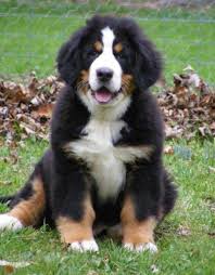Dharmansk Bernese Mountain Dogs Index Bernese Mountain Dog Dog Breeder Dogs