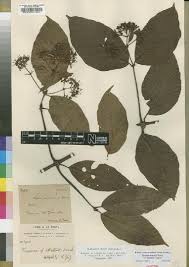 Image result for Psychotria mildbraedii