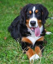 Mira Bernese Mountain Dog Bernese Mountain Dog Dogs Burnese Mountain Dog