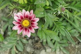 Image result for Gazania krebsiana