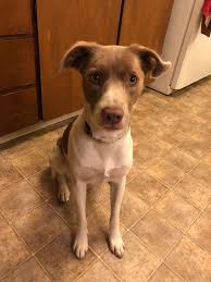 Adopt Ellie On Petfinder Dog Adoption Paws Rescue Help Homeless Pets