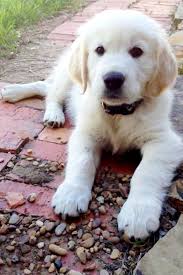 English Cream Retriever Ohmygoodness So So Cute Cute Dogs And Puppies Dogs Puppies