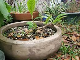 Im Back Last Time I Posted This I Was Told Not To Even Try I Didnt Listen Seed Grown Loquat Going Bonsai I Dont Know What Im Doing So Any Help To