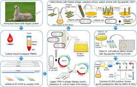 Anisakis, igg антитела к возбудителю анизакидоза (нематодам рода anisakis), igg. Nanobodies As Probes For Protein Dynamics In Vitro And In Cells Journal Of Biological Chemistry