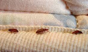 Le cimex lectularius a des des petits poils mais cet insecte ne possède aucune aile. Punaises De Lit Au Logement Les Recours Possibles Blogue Soquij Actualites Juridiques Et Judiciaires Du Quebec